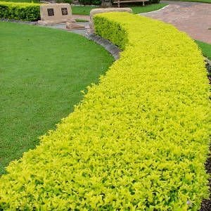 Fountain Landscaping